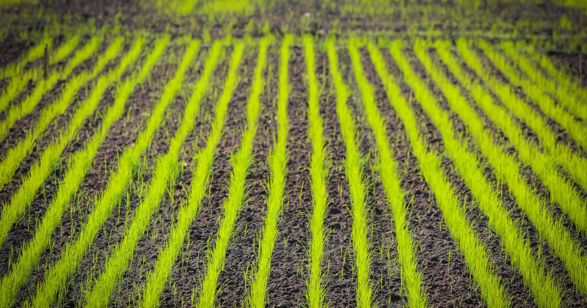 DIRECT SEED RICE